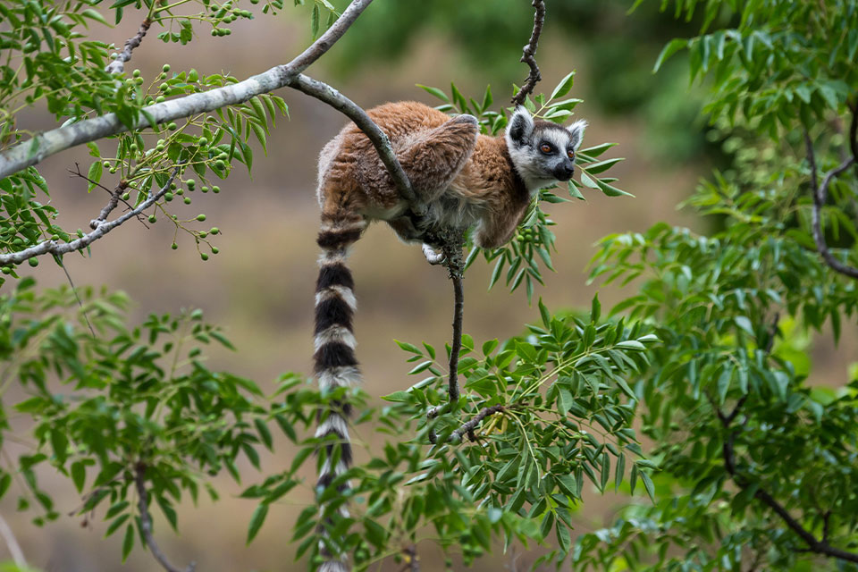 Madagascar