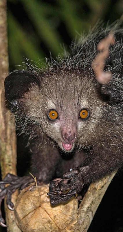 Madagascar Wildlife Safari Lemurs