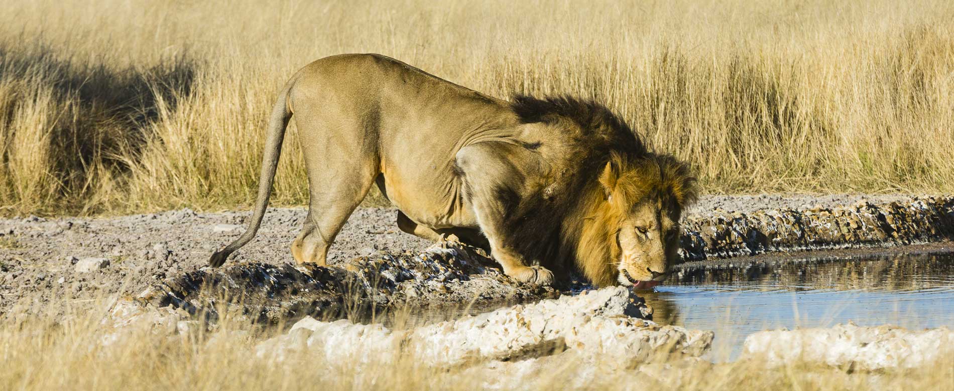 Kalahari lion safari
