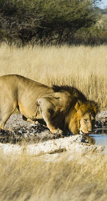 Luxury Kalahari safari package