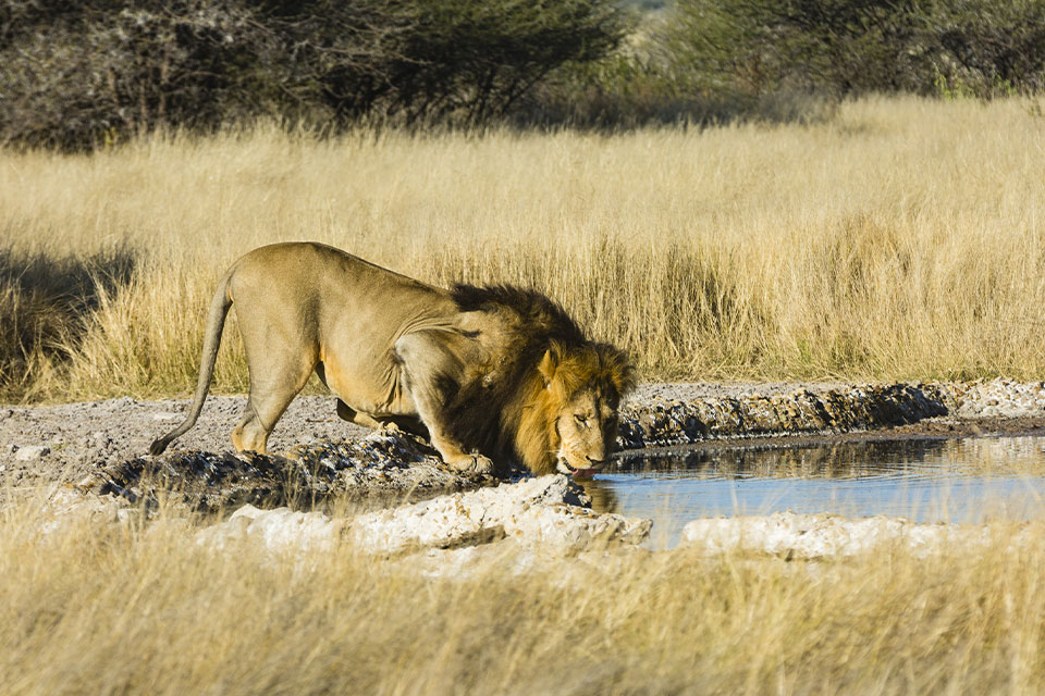 Central Kalahari Game Reserve