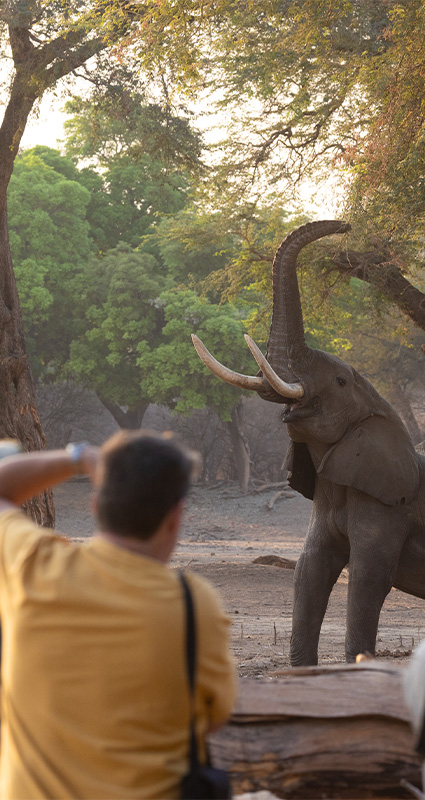 Mana Pools safari