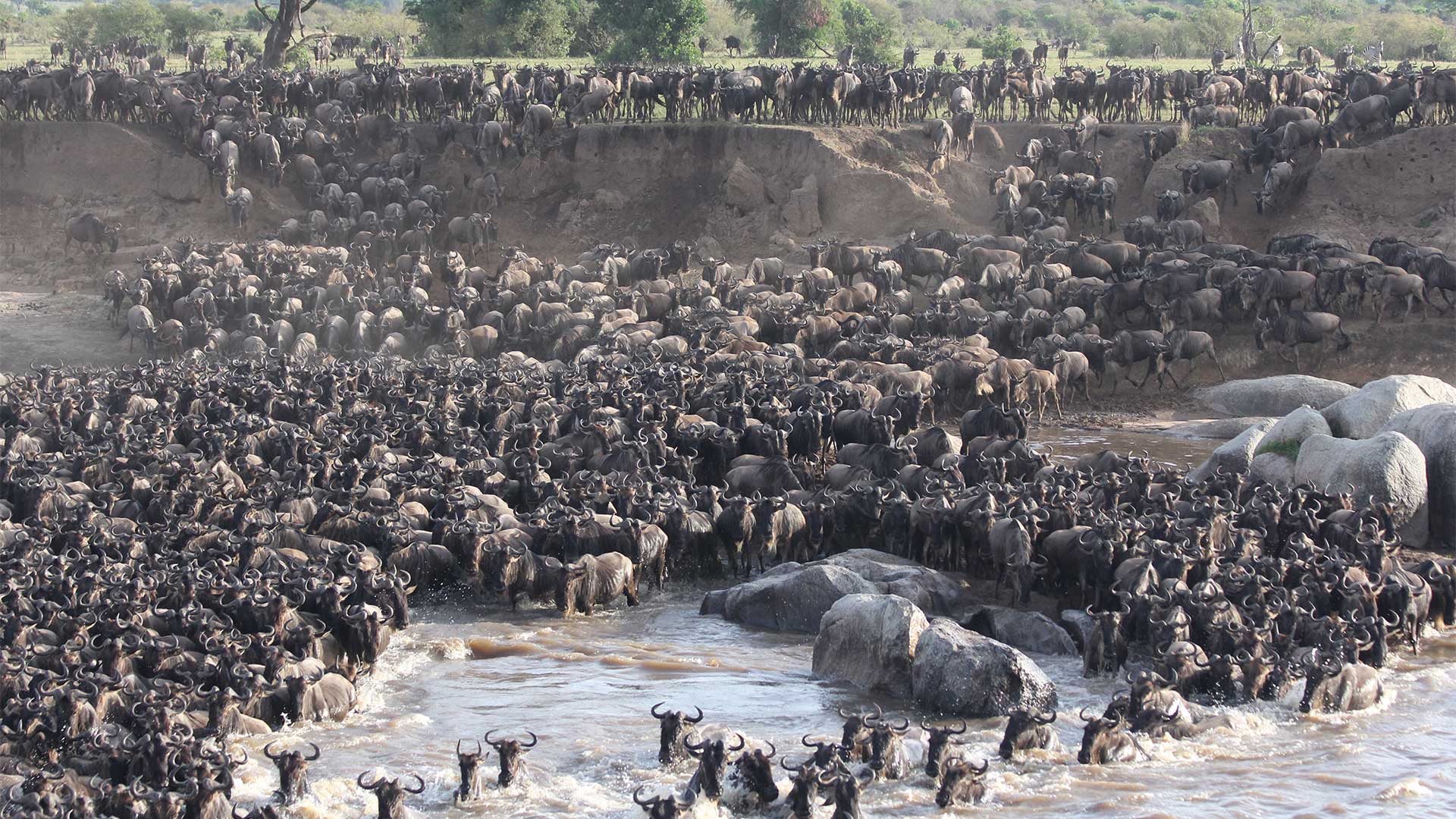 Great migration