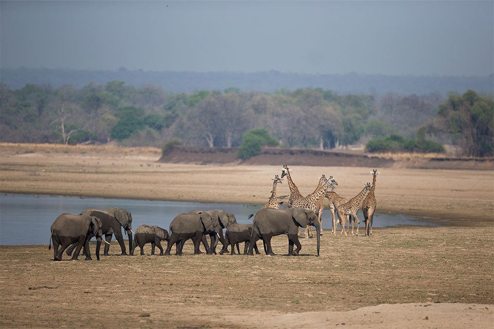 South Luangwa National Park & Nsefu Sector