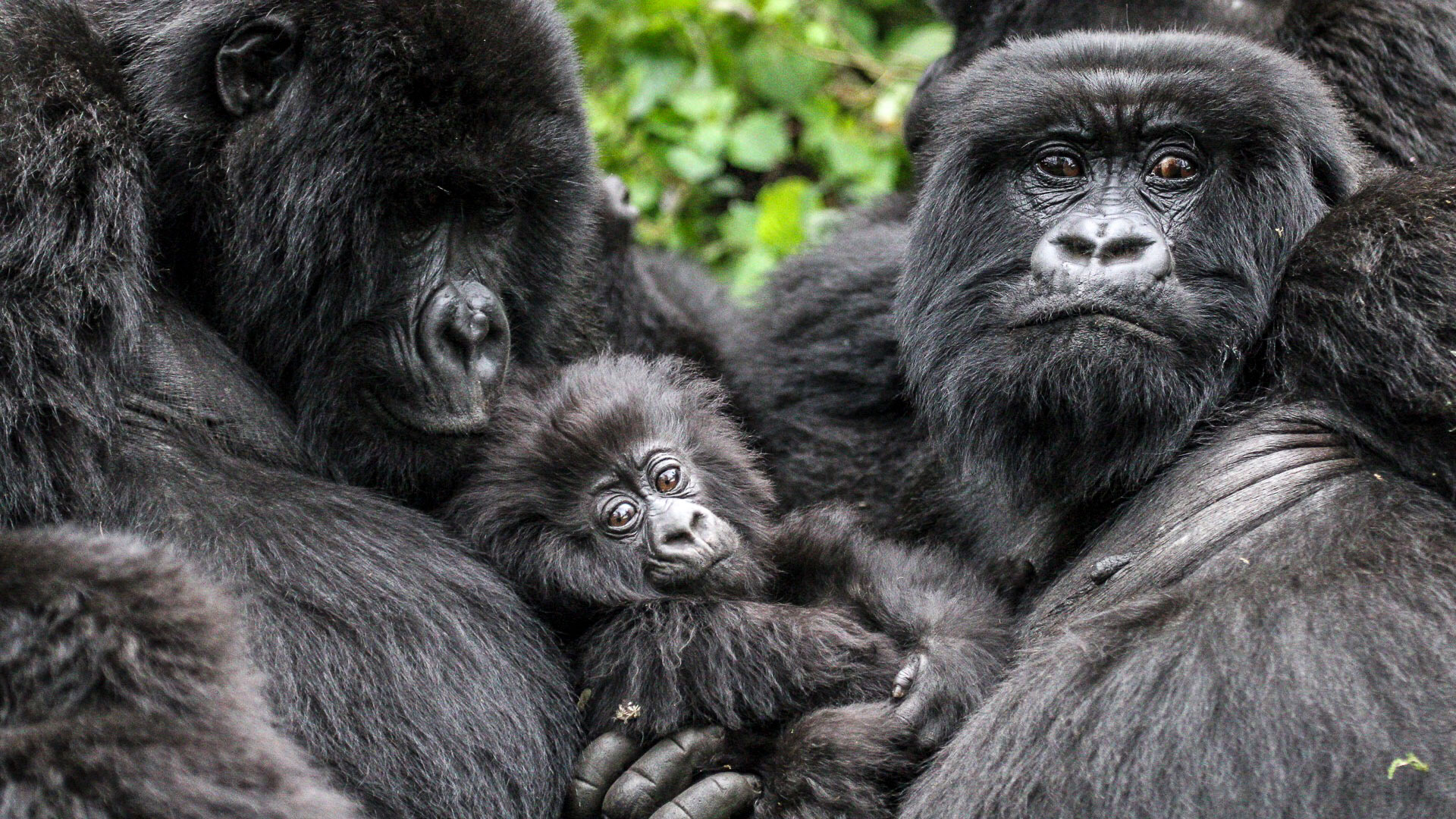 Mountain gorilla family with silverback and infant in Bwindi Forest