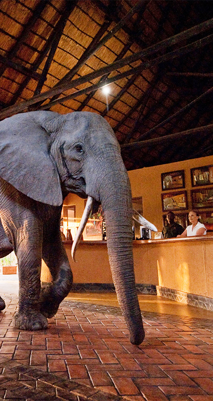 November safari in Africa