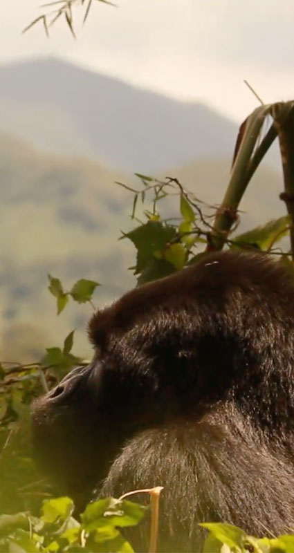 Rwanda safari