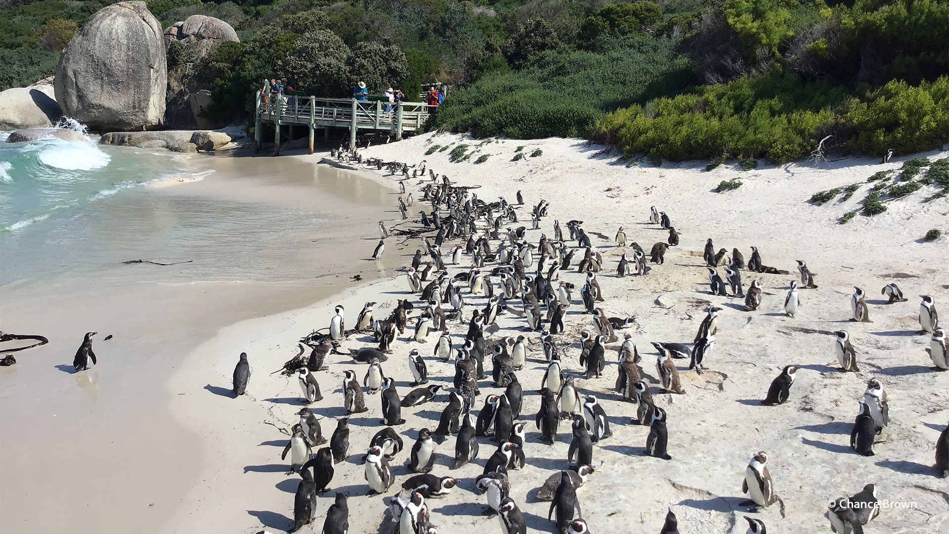 Boulders Beach penguins