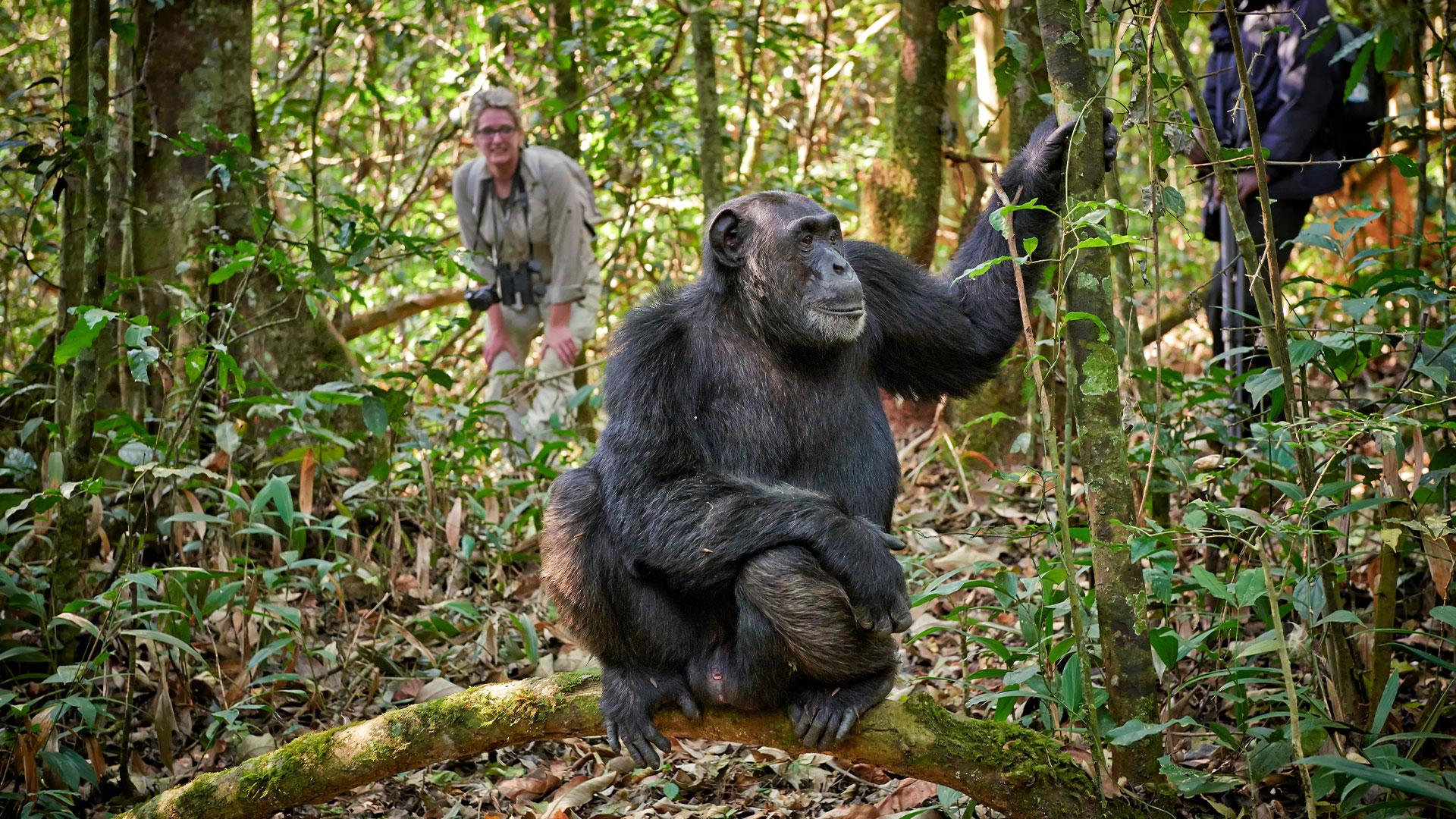 Chimpanzee tracking in Kibale Forest
