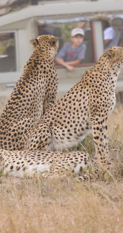 Luxury family safaris