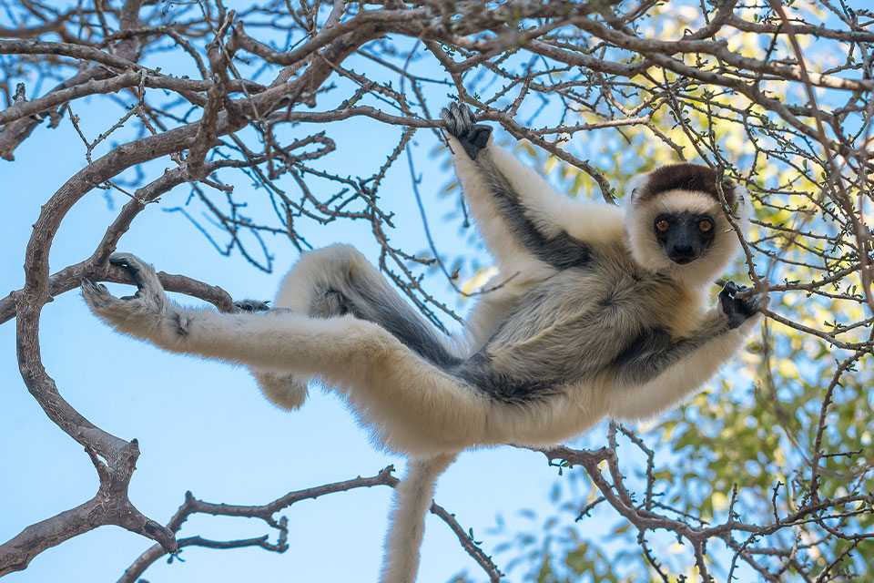 Wild Madagascar - lemurs, baobabs & Tsingy