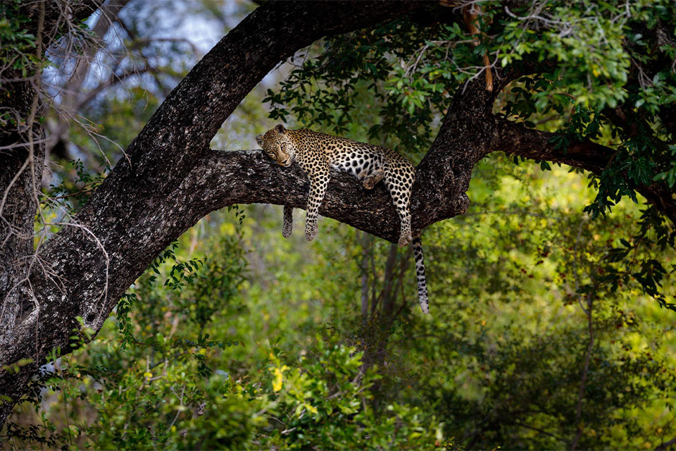 Chobe | Victoria Falls | Timbavati