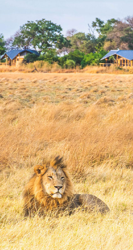 Botswana safari trip