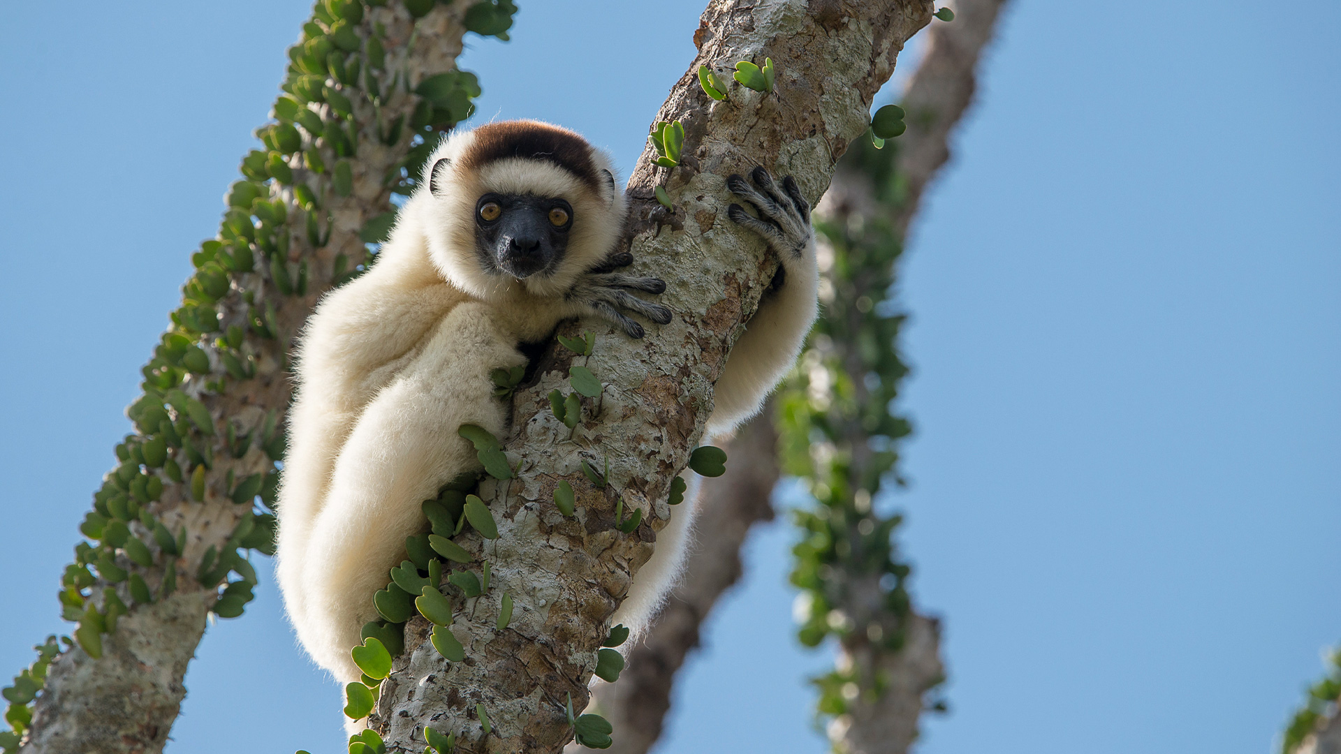 Madagascar lemu safari