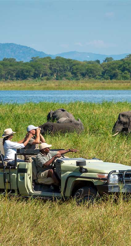 Malawi safari