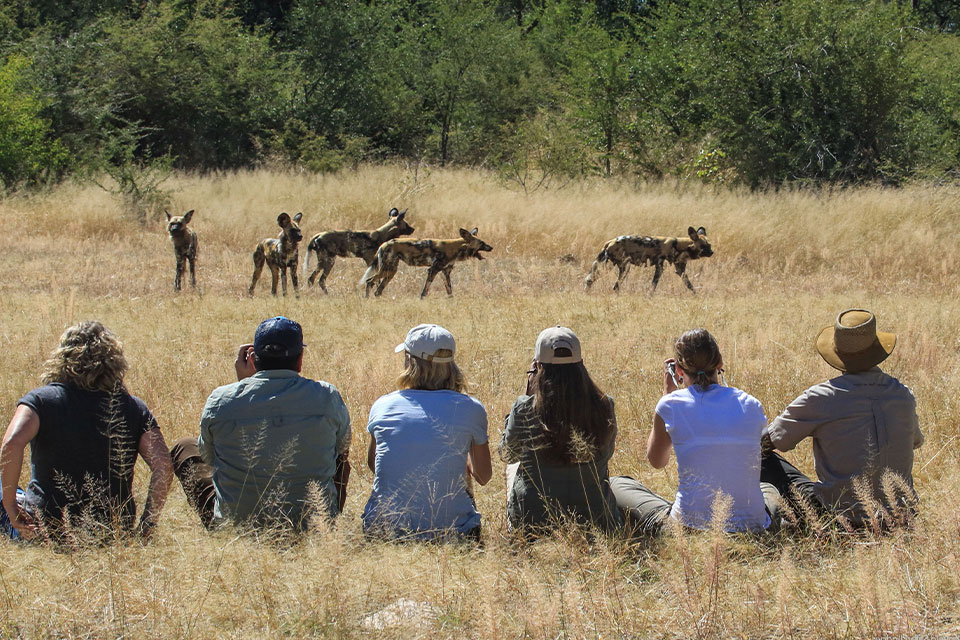 Victoria Falls & Hwange safari