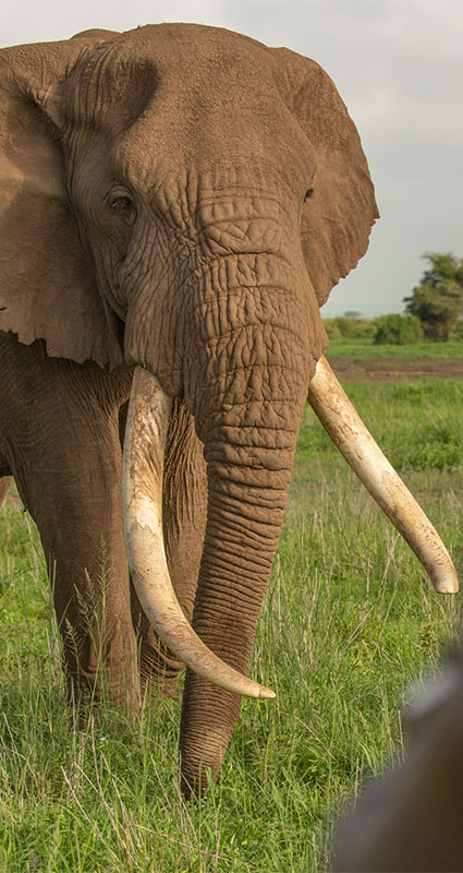 Book a Kenya family safari