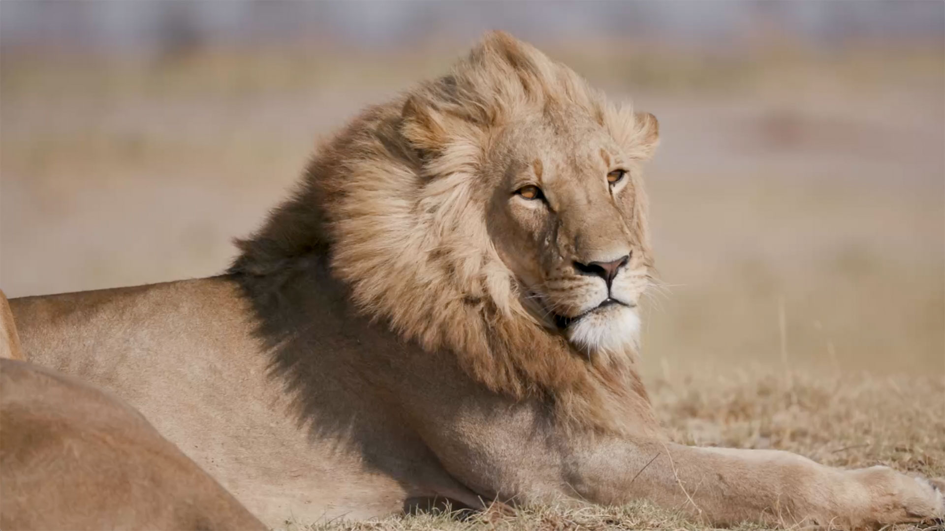 chobe river cruise safari