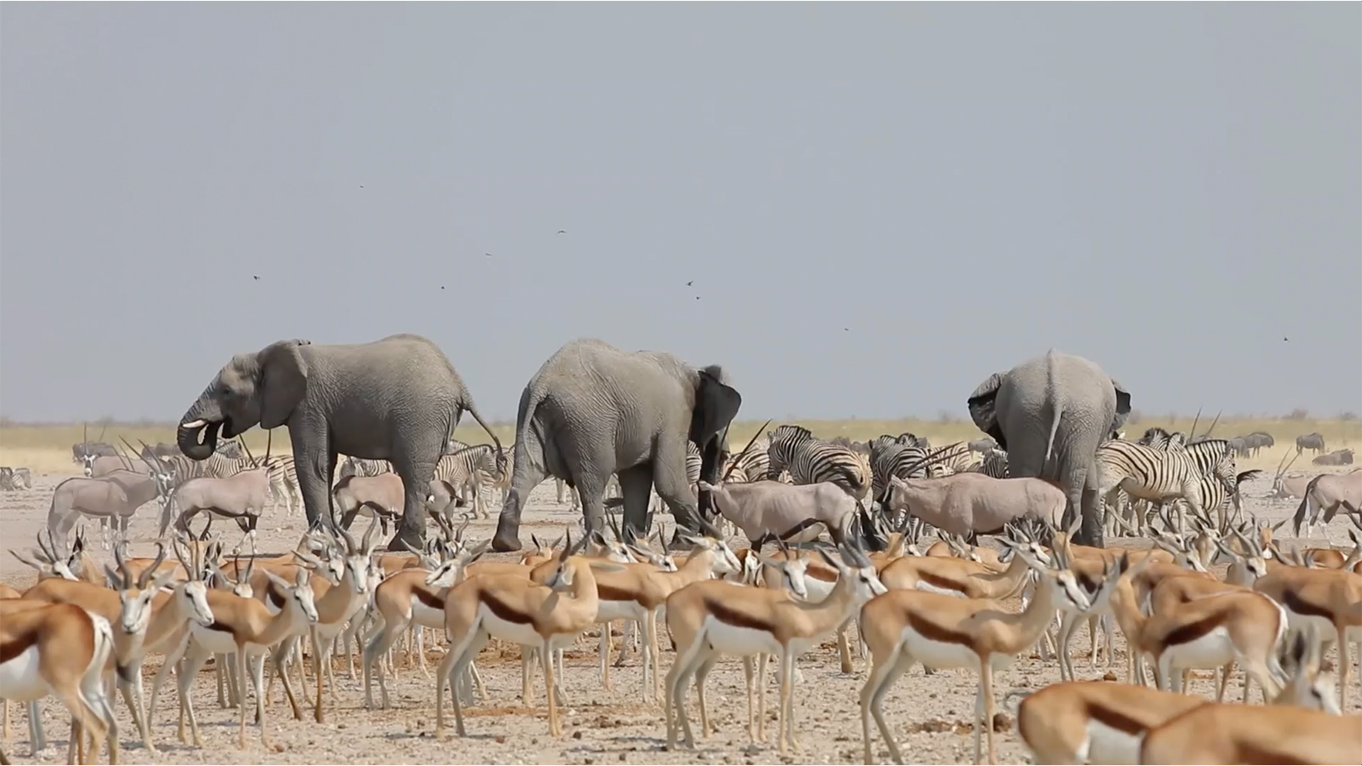 Etosha safari