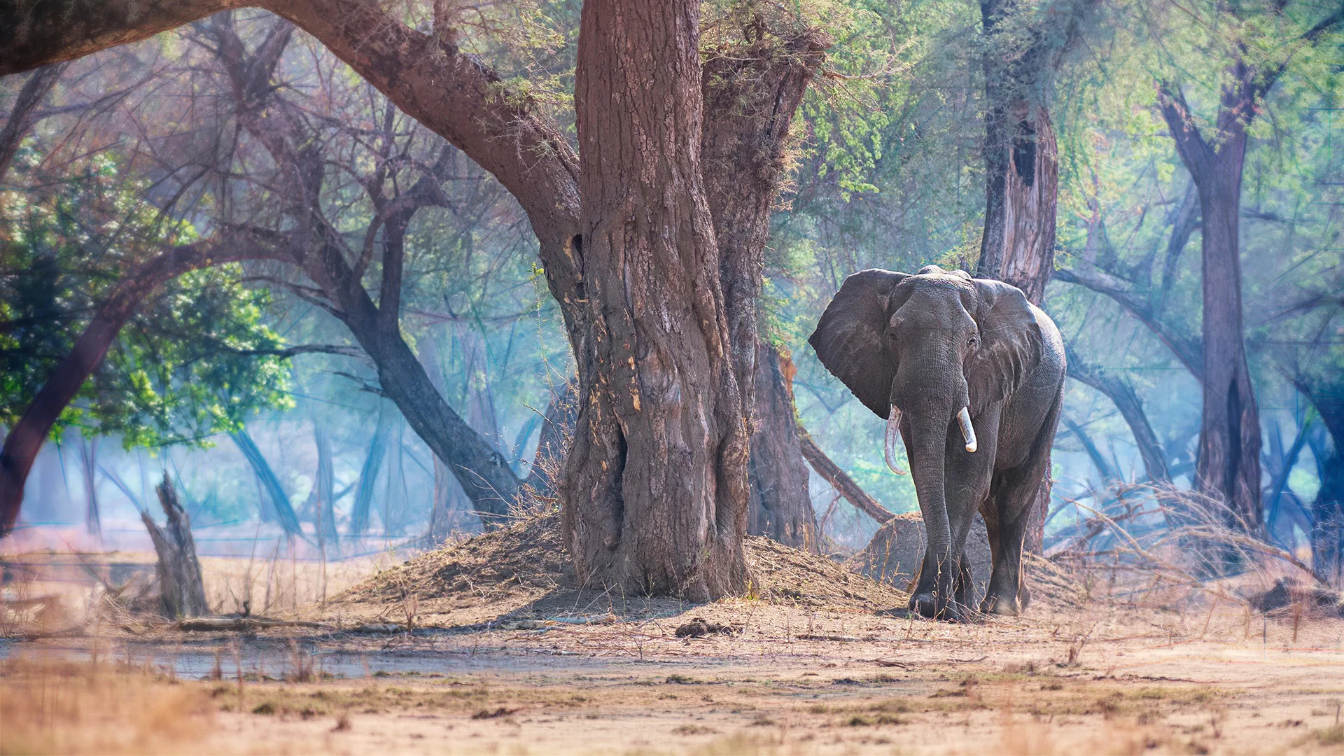 African elephant standing beneath large trees in a wooded savanna