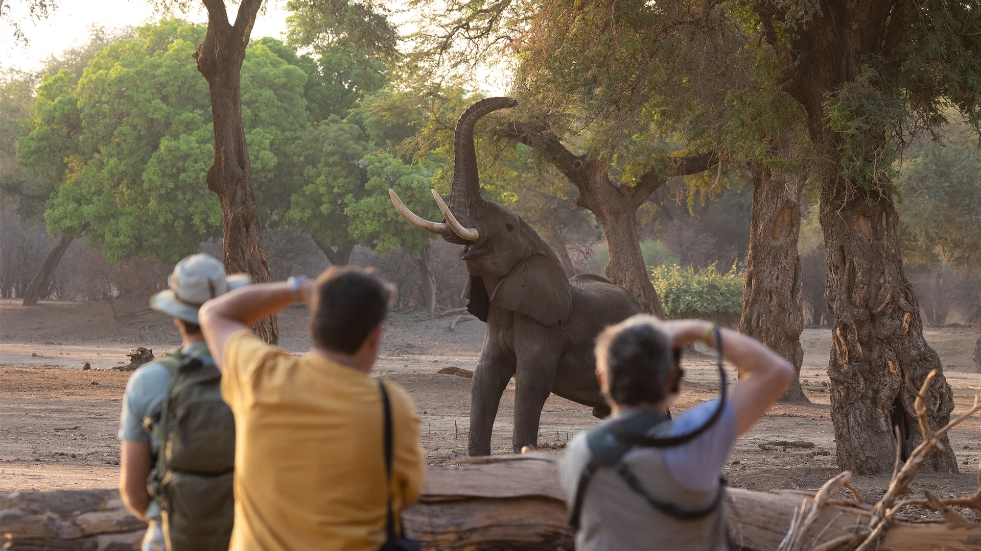 Safari guests watching a bull elephant feeding among the trees in Mana Pools National Park, Zimbabwe