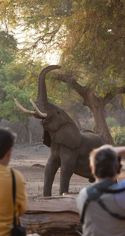 Safari guests watching a bull elephant feeding among the trees in Mana Pools National Park, Zimbabwe
