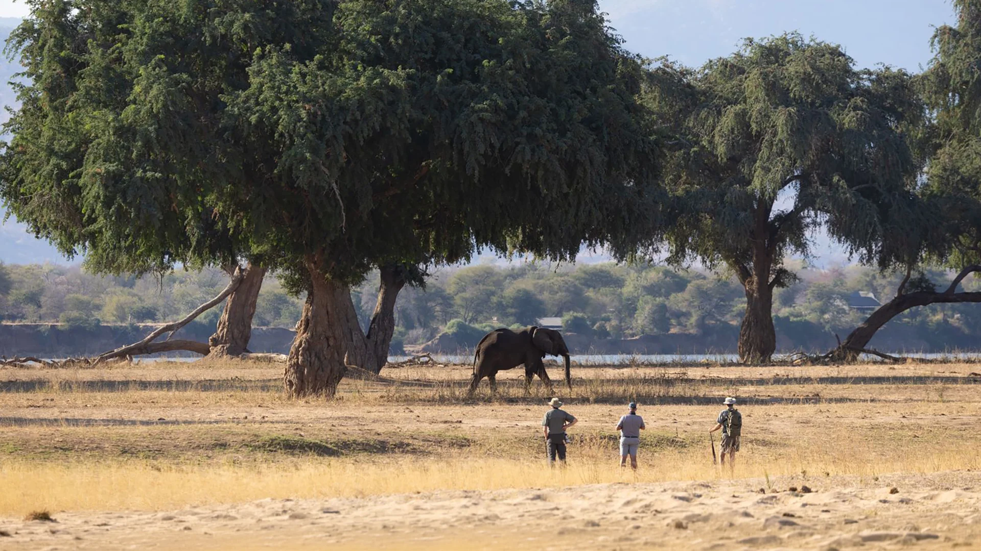Elephant walking beneath large riverside trees as guests watch during a walking safari