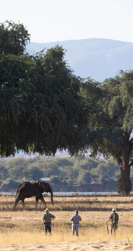 Elephant walking beneath large riverside trees as guests watch during a walking safari