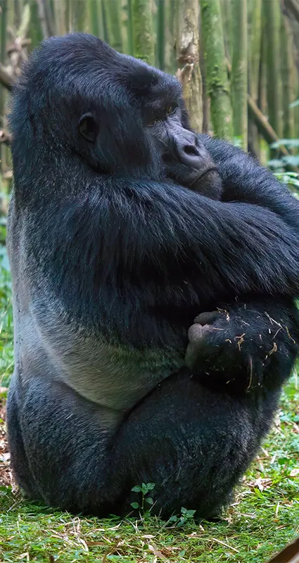 silverback mountain gorilla in Volcanoes National Park, Rwanda