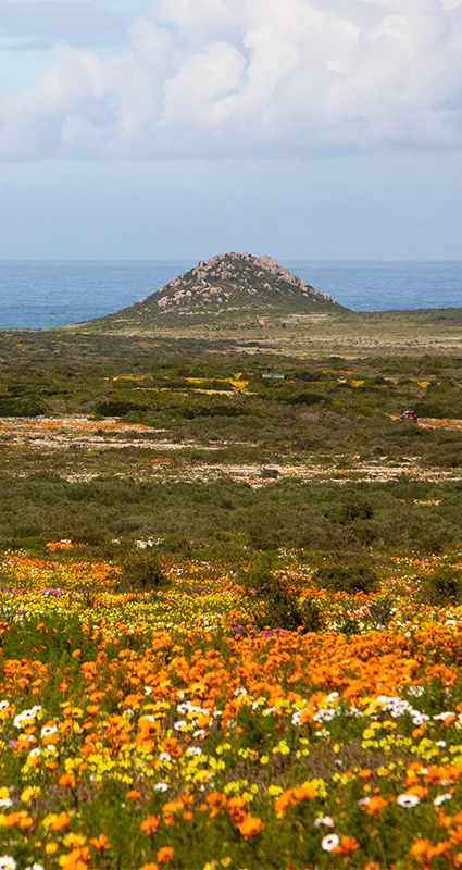 West Coast flowers in South Africa