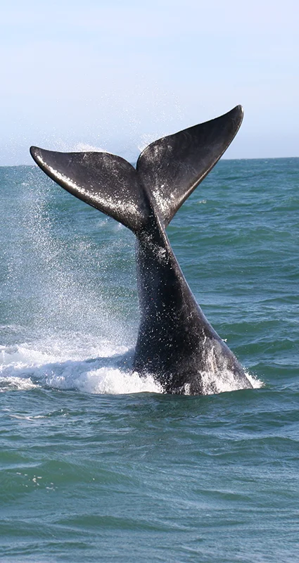Whale seen near Grootbos