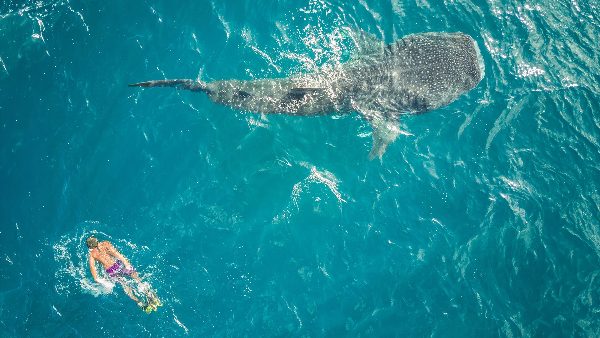 A snorkeller swims alongside a whale shark in the clear turquoise waters off Mafia Island, Tanzania