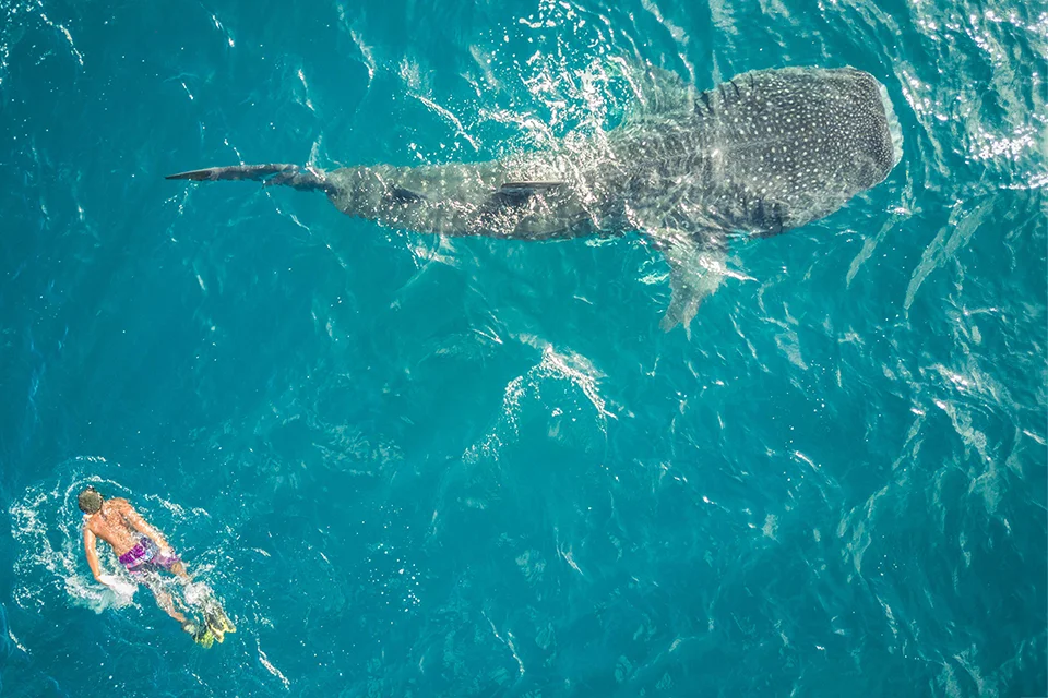 Snorkeller swimming alongside a whale shark in the warm waters of the Indian Ocean