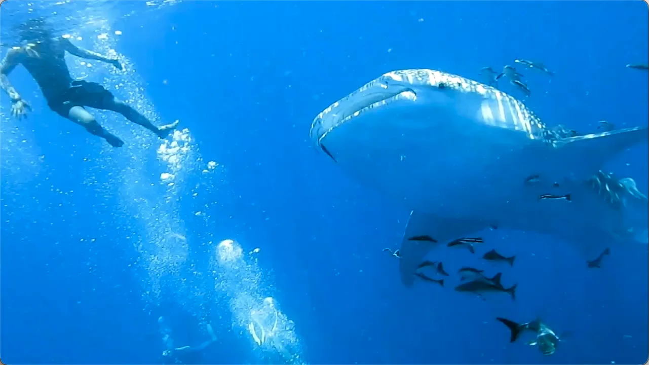 Scuba divers swimming alongside a giant whale shark surrounded by fish in the deep blue waters off Mafia Island, Tanzania