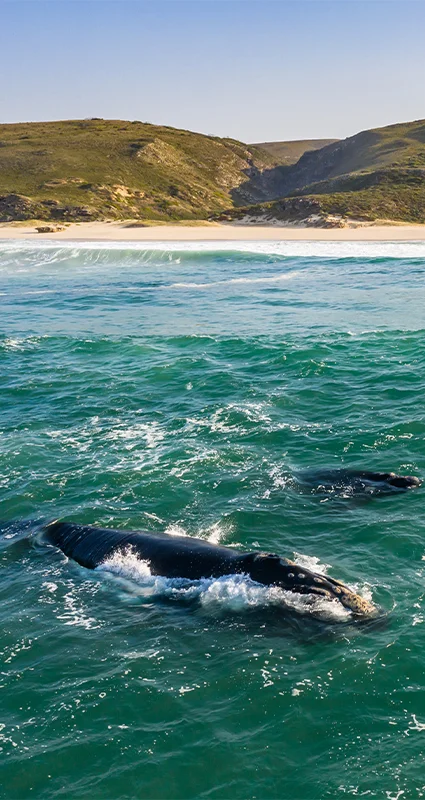 Whales at De Hoop near Cape Town