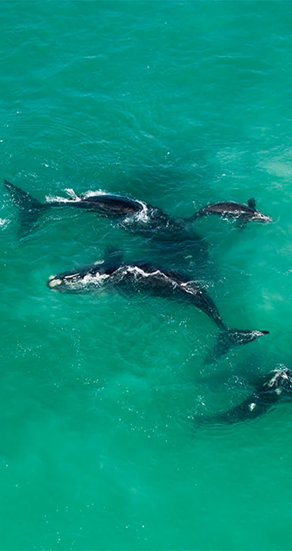 Whales in the ocean near Hermanus