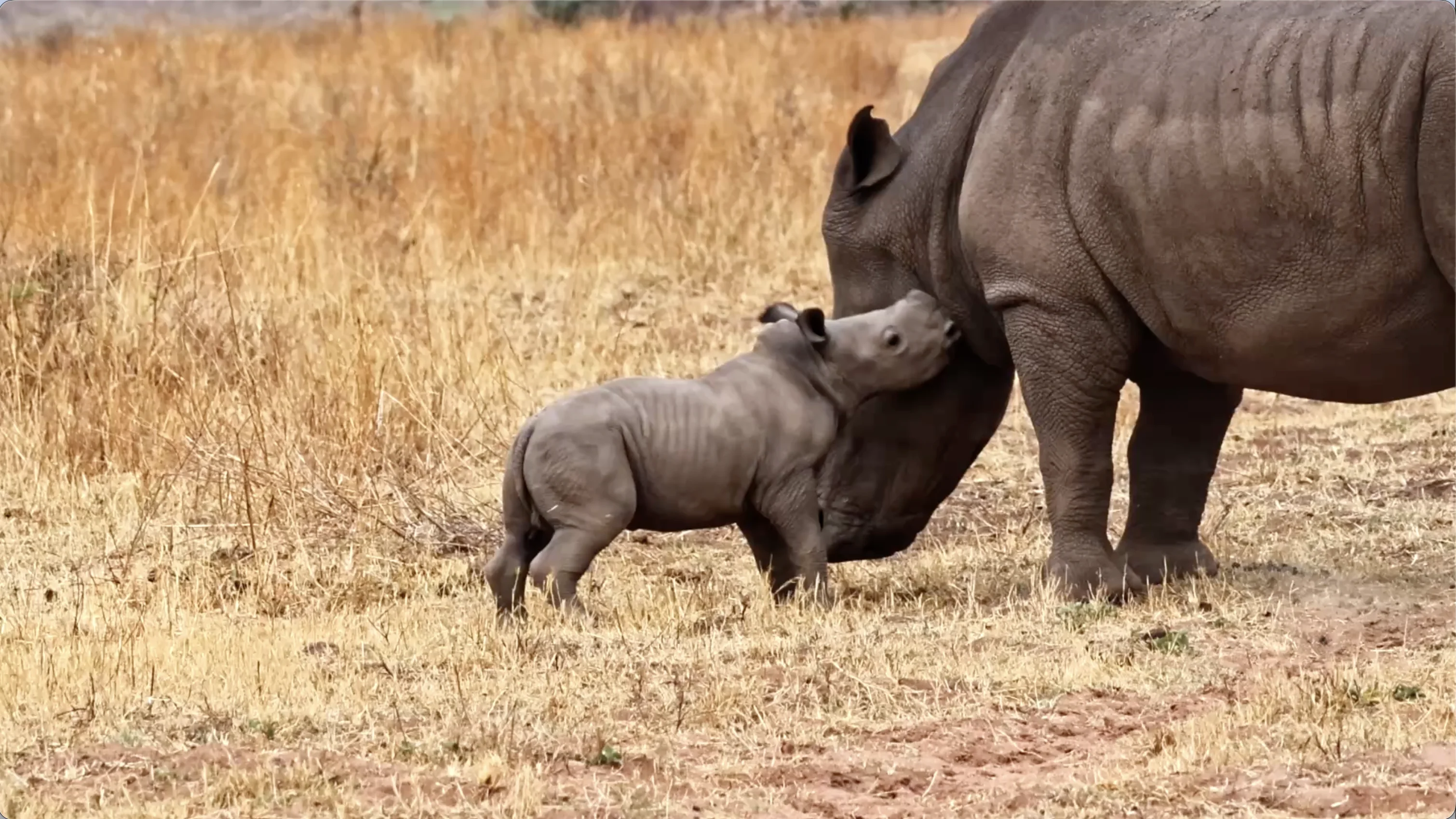 White rhino and baby at Babanango Game Reserve