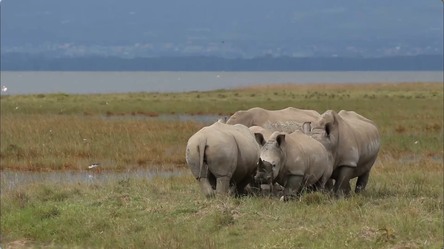 White rhino herd at Lake Nakuru Kenya