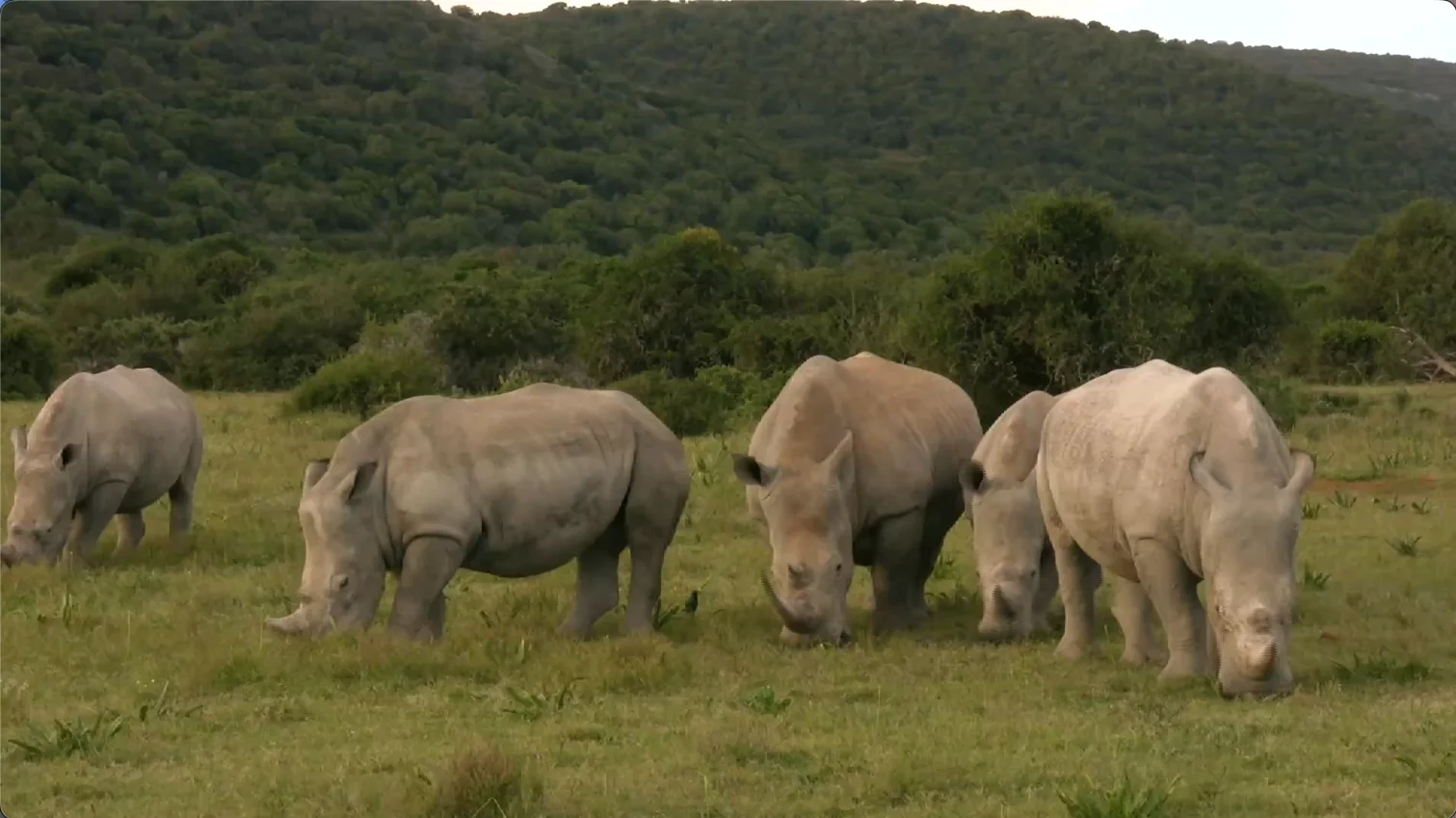 White rhinos at Lalibela Game Reserve