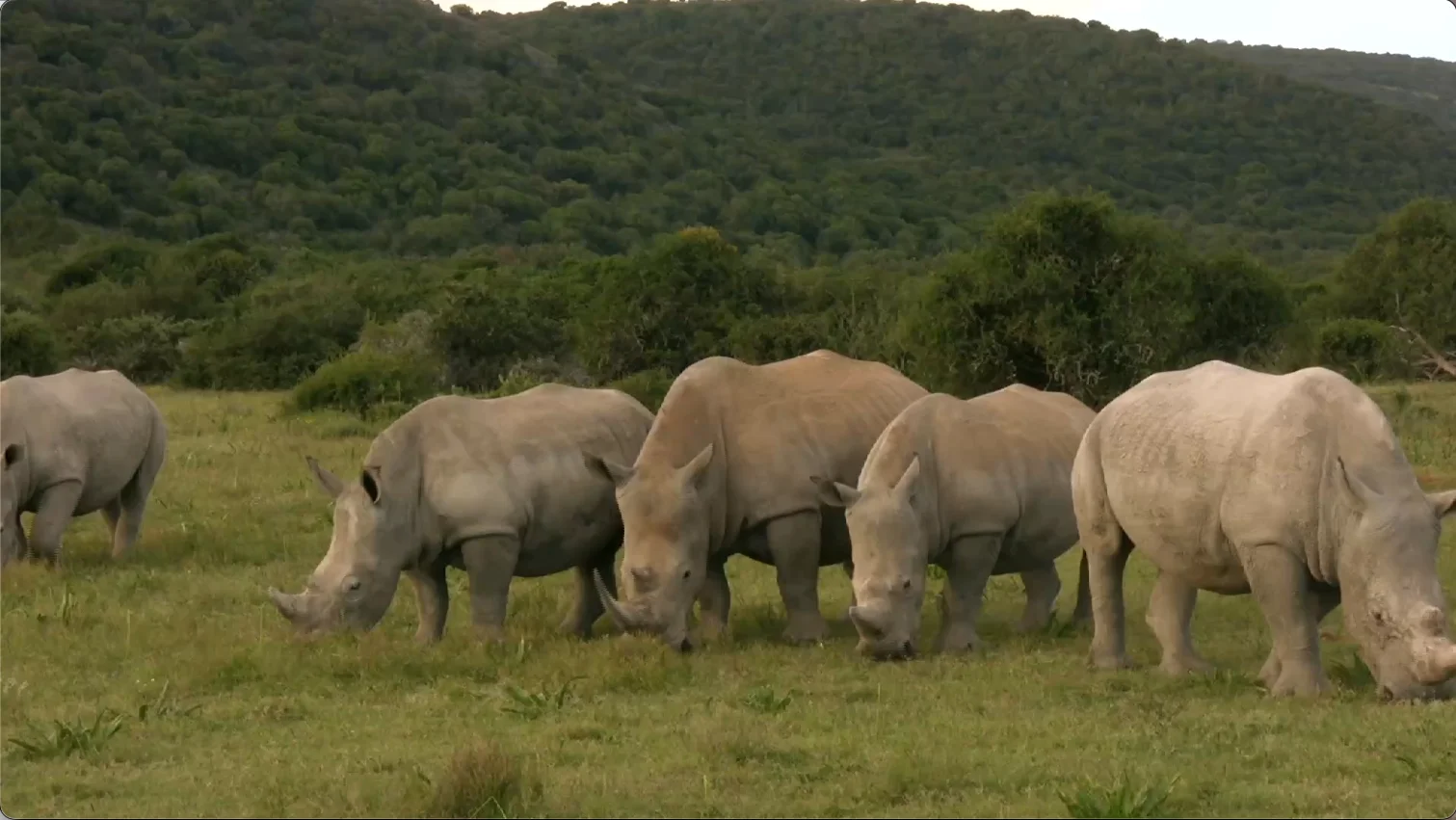 White rhinos at Thanda Safaris