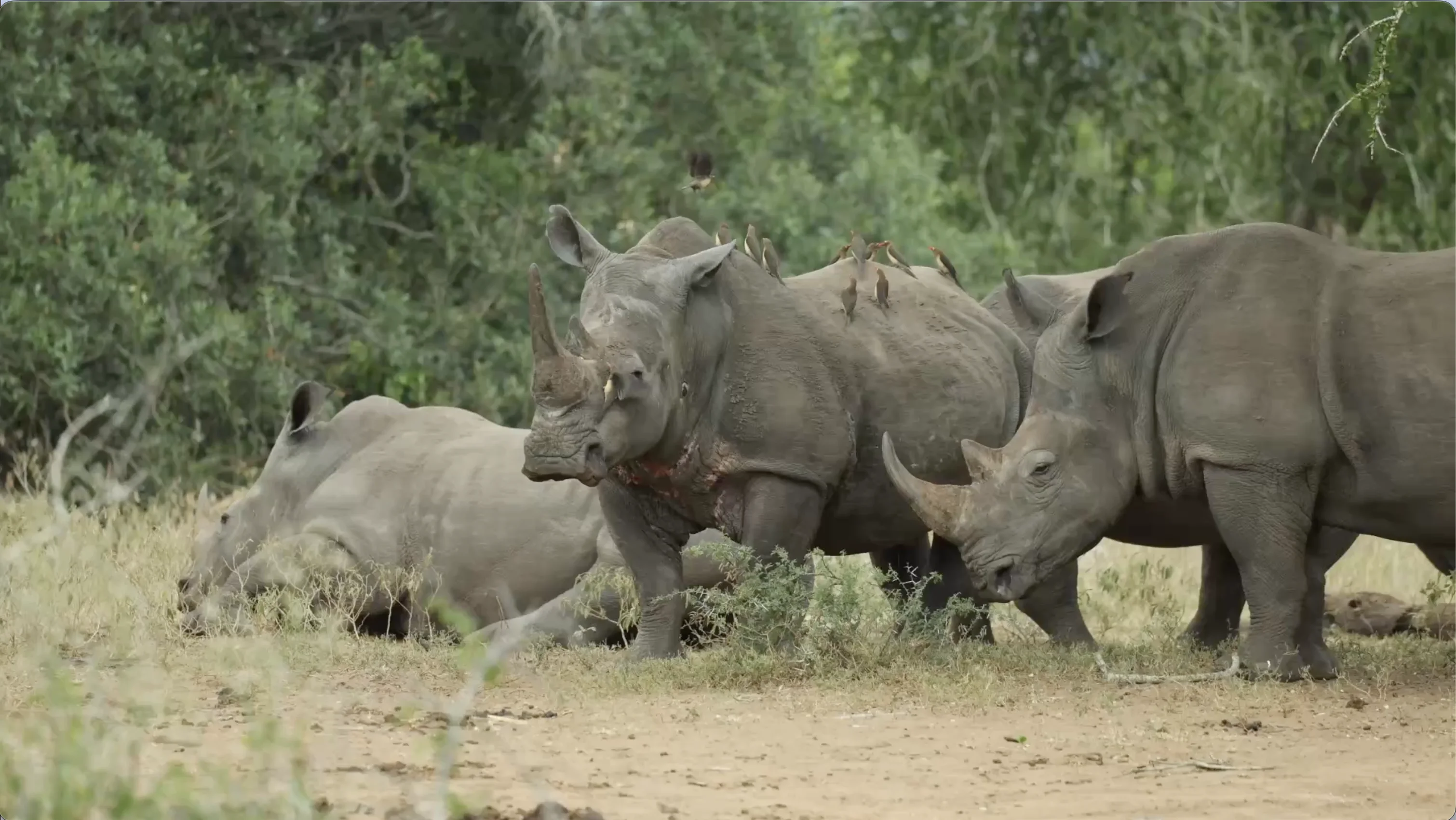 White rhinos in iSimangaliso Park