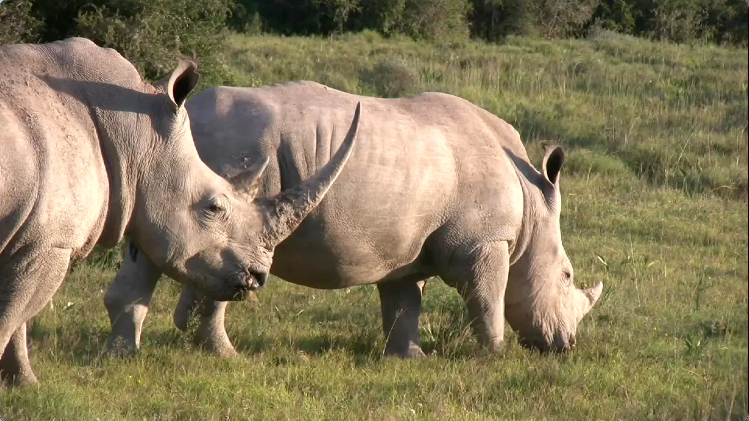 White rhinos in Shamwari Game Reserve