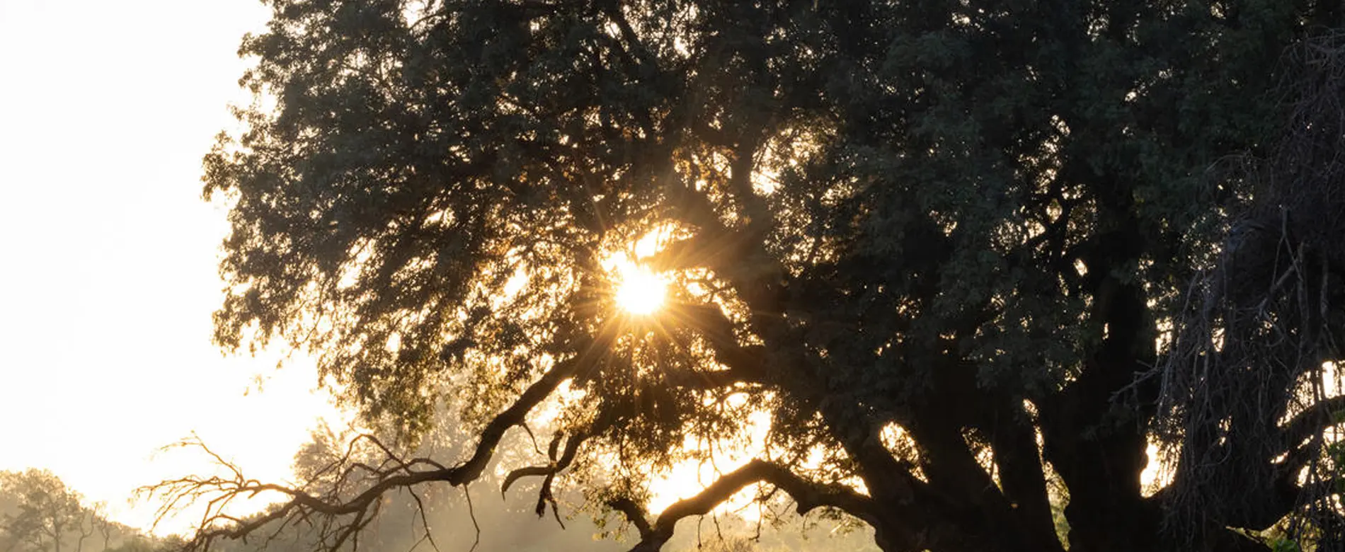 Sunlight through the acacia