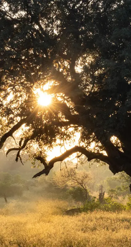 Sunlight through the acacia