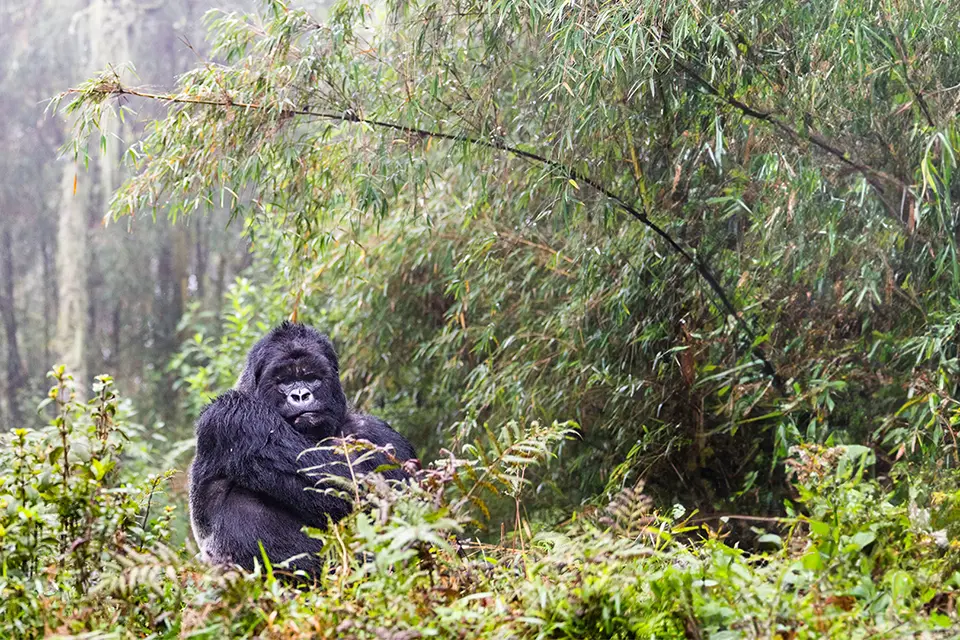 Big 5 + chimps + gorillas in Rwanda