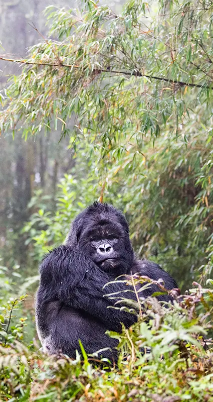 Luxury Gorilla trekking