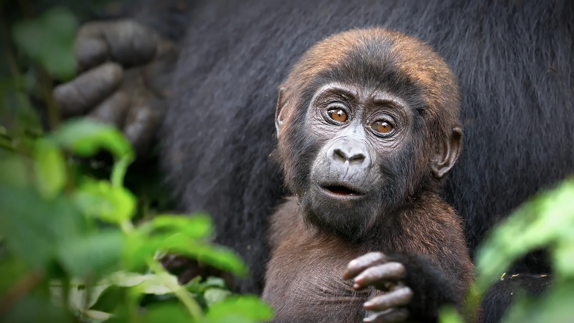 Close-up portrait of a young mountain gorilla peering curiously through forest foliage while resting beside an adult gorilla in Uganda