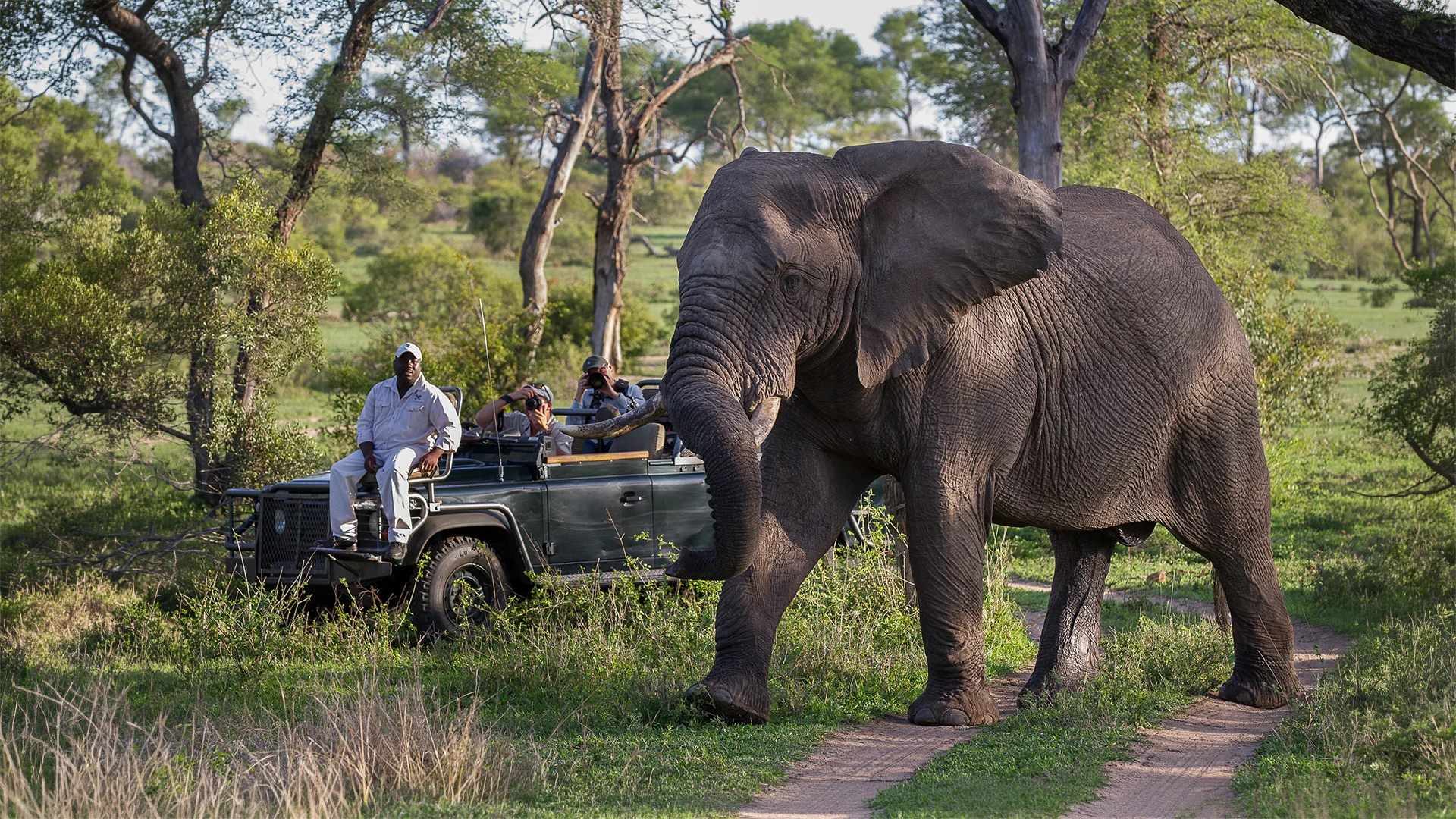 African elephant walking past a safari vehicle during a game drive in Londolozi Game Reserve, Greater Kruger