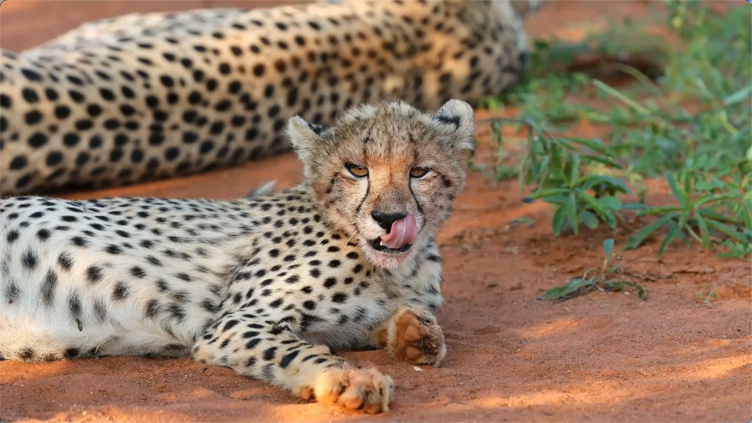 Young cheetah in Madikwe Game Reserve