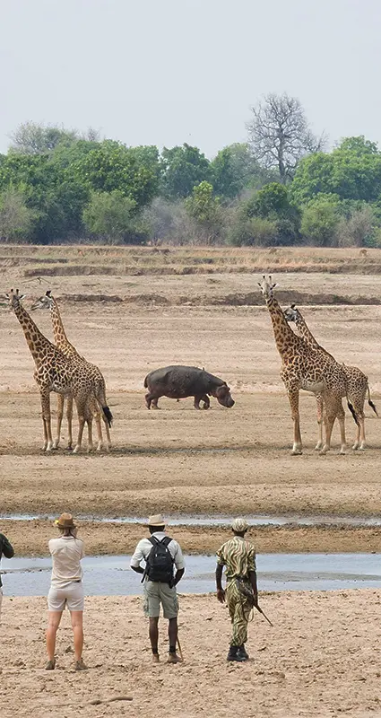 Zambian luxury walking safari